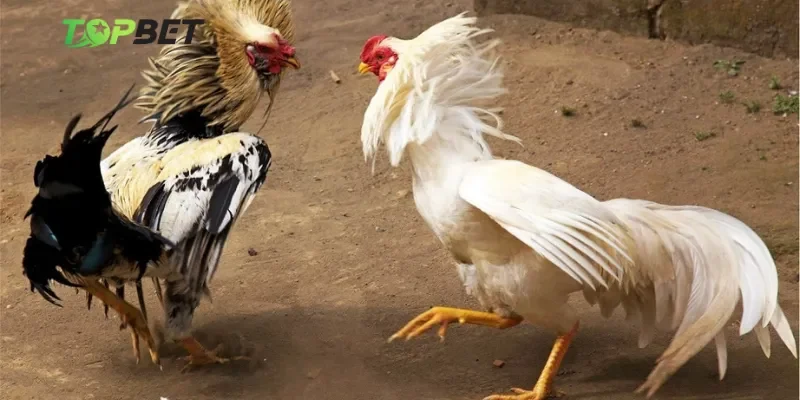 Sức hút khó cưỡng từ các trận đá gà Topbet